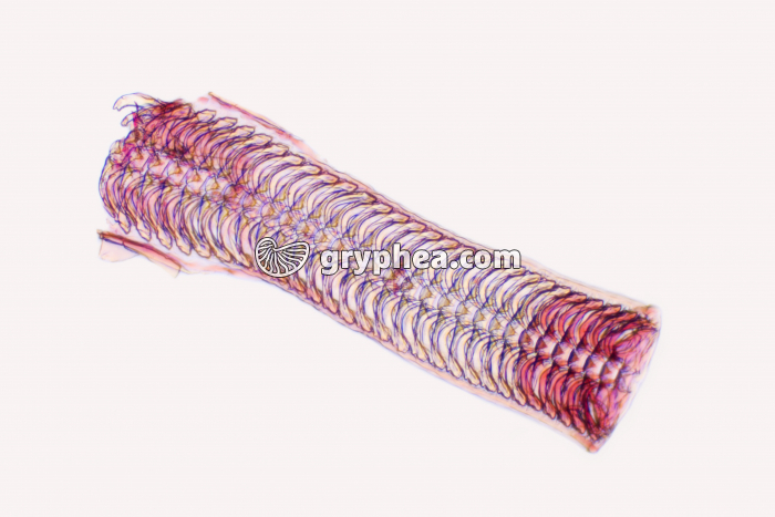 Patelle - radula x14 - gryphea.com